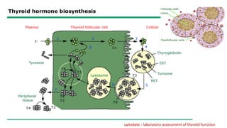 uptodate : laboratory assessment of thyroid function
 