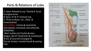 Parts & Relations of Lobe
A- Apex- Related to sup. Thyroid A. & ext.
laryngeal nerve
B- Base- 4th & 5th tracheal ring
C- Three surfaces: Lat. , Med., &
Posterolateral.
-Lat. Surface- Convex & covered by
Sternohyoid, omohyoid, sternothyroid,
SCM(STOS)
-Med. Surface-(a) Trachea & oeso
phagus, (b) Inf. Constrictor & cricothyroid,
© Ext. & recurrent laryngeal N.
Pos.lat. Surface- Carotid sheath & overlap
CCA.
 