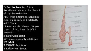 D- Two borders- Ant. & Pos.
Ant.-Thin & related to Ant. Branch
of Sup. Thyroid artery
Pos.- Thick & rounded, separates
med. & pos. surface & related to-
a) Inf. Thy. A.
b) Anastomosis between the pos.
branch of sup. & asc. Br. Of inf.
Thyroid a.
c) Parathyroid gland
d) Thoracic duct only in left side
ISTHMUS
2 BORDER- Sup. & Inf.
2 Surface- Ant. & Pos.
 