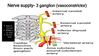 Nerve supply- 3 ganglion (vasoconstrictor)
 Sup.C.G-
C1,2,3,4
 Middle C.
G.- C5,6
 Inf. C.G.-
C7,8
 