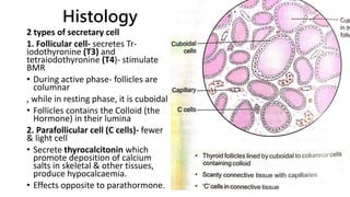 Histology
2 types of secretary cell
1. Follicular cell- secretes Tr-
iodothyronine (T3) and
tetraiodothyronine (T4)- stimulate
BMR
• During active phase- follicles are
columnar
, while in resting phase, it is cuboidal
• Follicles contains the Colloid (the
Hormone) in their lumina
2. Parafollicular cell (C cells)- fewer
& light cell
• Secrete thyrocalcitonin which
promote deposition of calcium
salts in skeletal & other tissues,
produce hypocalcaemia.
• Effects opposite to parathormone.
 