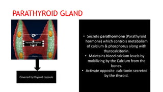 PARATHYROID GLAND
• Secrete parathormone (Parathyroid
hormone) which controls metabolism
of calcium & phosphorus along with
thyrocalcitonin.
• Maintains blood calcium levels by
mobilizing by the Calcium from the
bones.
• Activate opposite calcitonin secreted
by the thyroid.
Covered by thyroid capsule
 
