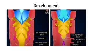 Development
Sup. Parathyroid
gland
Sup. Parathyroid
gland
Inf. Parathyroid
gland
Inf. Parathyroid
gland
Thymus
Thymus
 