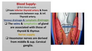 Blood Supply-
 Rich blood supply
From Inferior thyroid artery & from
anastomosis between sup. & inf.
Thyroid artery.
Venous drainage-& Lymphatic drainage-
 The veins & lymphatics of gland
are associated with those of
thyroid & thymus
Nerve supply
 Vasomotor nerves are derived
from middle & sup. Cervical
ganglia.
 