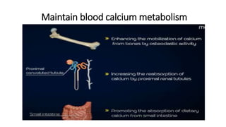 Maintain blood calcium metabolism
 