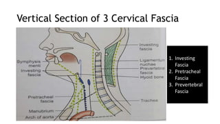 Vertical Section of 3 Cervical Fascia
1. Investing
Fascia
2. Pretracheal
Fascia
3. Prevertebral
Fascia
 