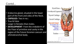 Contd…
• Endocrine gland, situated in the lower
part of the front and sides of the Neck.
• CAPSULES- Two in no.:
• True & False
• Larger in females than males.
• DEVELOPMENT- From the endoderm of
the Floor of primitive oral cavity in the
region of the Future foramen caecum and
ultimobranchial body.
 