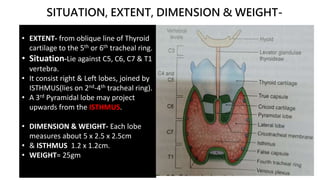 SITUATION, EXTENT, DIMENSION & WEIGHT-
• EXTENT- from oblique line of Thyroid
cartilage to the 5th or 6th tracheal ring.
• Situation-Lie against C5, C6, C7 & T1
vertebra.
• It consist right & Left lobes, joined by
ISTHMUS(lies on 2nd-4th tracheal ring).
• A 3rd Pyramidal lobe may project
upwards from the ISTHMUS.
• DIMENSION & WEIGHT- Each lobe
measures about 5 x 2.5 x 2.5cm
• & ISTHMUS 1.2 x 1.2cm.
• WEIGHT= 25gm
 