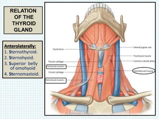 Anterolaterally:
1. Sternothyroid.
2. Sternohyoid.
3. Superior belly
of omohyoid
4. Sternomastoid.
RELATION
OF THE
THYROID
GLAND
DR NDAYISABA CORNEILLE
 