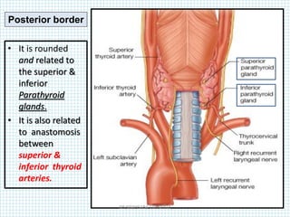 • It is rounded
and related to
the superior &
inferior
Parathyroid
glands.
• It is also related
to anastomosis
between
superior &
inferior thyroid
arteries.
Posterior border
DR NDAYISABA CORNEILLE
 