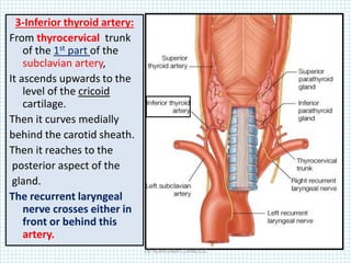 3-Inferior thyroid artery:
From thyrocervical trunk
of the 1st part of the
subclavian artery,
It ascends upwards to the
level of the cricoid
cartilage.
Then it curves medially
behind the carotid sheath.
Then it reaches to the
posterior aspect of the
gland.
The recurrent laryngeal
nerve crosses either in
front or behind this
artery.
DR NDAYISABA CORNEILLE
 