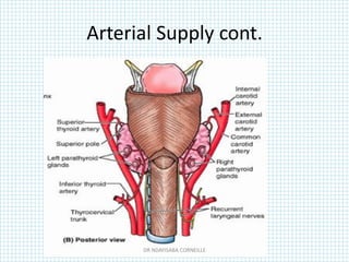 Arterial Supply cont.
DR NDAYISABA CORNEILLE
 