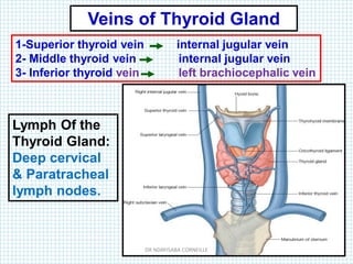1-Superior thyroid vein internal jugular vein
2- Middle thyroid vein internal jugular vein
3- Inferior thyroid vein left brachiocephalic vein
Veins of Thyroid Gland
Lymph Of the
Thyroid Gland:
Deep cervical
& Paratracheal
lymph nodes.
DR NDAYISABA CORNEILLE
 