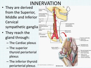 INNERVATION
• They are derived
from the Superior,
Middle and Inferior
Cervical
sympathetic ganglia
• They reach the
gland through:
– The Cardiac plexus
– The superior
thyroid periarterial
plexus
– The inferior thyroid
periarterial plexus DR NDAYISABA CORNEILLE
 