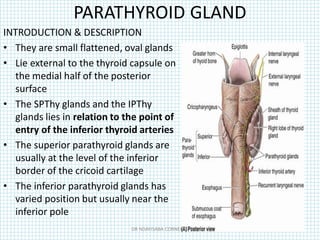 PARATHYROID GLAND
INTRODUCTION & DESCRIPTION
• They are small flattened, oval glands
• Lie external to the thyroid capsule on
the medial half of the posterior
surface
• The SPThy glands and the IPThy
glands lies in relation to the point of
entry of the inferior thyroid arteries
• The superior parathyroid glands are
usually at the level of the inferior
border of the cricoid cartilage
• The inferior parathyroid glands has
varied position but usually near the
inferior pole
DR NDAYISABA CORNEILLE
 