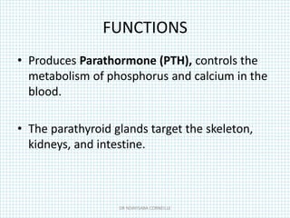 FUNCTIONS
• Produces Parathormone (PTH), controls the
metabolism of phosphorus and calcium in the
blood.
• The parathyroid glands target the skeleton,
kidneys, and intestine.
DR NDAYISABA CORNEILLE
 