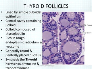THYROID FOLLICLES
• Lined by simple cuboidal
epithelium
• Central cavity containing
Colloid
• Colloid composed of
thyroglobulin
• Rich in rough
endoplasmic reticulum &
lysosome
• Generally round &
Centrally placed nucleus
• Synthesis the Thyroid
hormones, thyroxine &
DR NDAYISABA CORNEILLE
 
