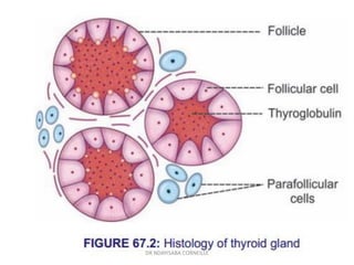 DR NDAYISABA CORNEILLE
 