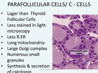 PARAFOLLICULAR CELLS/ C - CELLS
• Lager than Thyroid
Follicular Cells
• Less stained in light
microscopy
• Less R.ER
• Long mitochondria
• Large Golgi complex
• Numerous small
granules
• Synthesis & secretion
DR NDAYISABA CORNEILLE
 