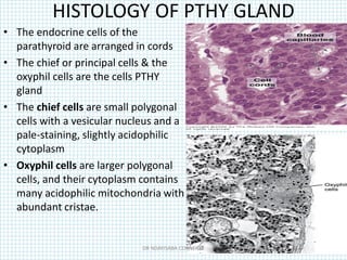 HISTOLOGY OF PTHY GLAND
• The endocrine cells of the
parathyroid are arranged in cords
• The chief or principal cells & the
oxyphil cells are the cells PTHY
gland
• The chief cells are small polygonal
cells with a vesicular nucleus and a
pale-staining, slightly acidophilic
cytoplasm
• Oxyphil cells are larger polygonal
cells, and their cytoplasm contains
many acidophilic mitochondria with
abundant cristae.
DR NDAYISABA CORNEILLE
 