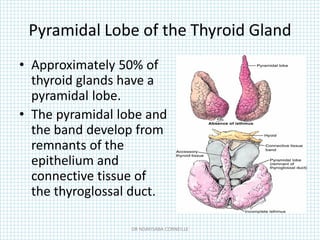Pyramidal Lobe of the Thyroid Gland
• Approximately 50% of
thyroid glands have a
pyramidal lobe.
• The pyramidal lobe and
the band develop from
remnants of the
epithelium and
connective tissue of
the thyroglossal duct.
DR NDAYISABA CORNEILLE
 