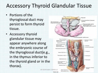 Accessory Thyroid Glandular Tissue
• Portions of the
thyroglossal duct may
persist to form thyroid
tissue.
• Accessory thyroid
glandular tissue may
appear anywhere along
the embryonic course of
the thyroglossal duct(e.g.,
in the thymus inferior to
the thyroid gland or in the
thorax).
DR NDAYISABA CORNEILLE
 