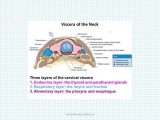 DR NDAYISABA CORNEILLE
 