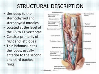 STRUCTURAL DESCRIPTION
• Lies deep to the
sternothyroid and
sternohyoid muscles,
• Located at the level of
the C5 to T1 vertebrae
• Consists primarily of
right and left lobes
• Thin isthmus unites
the lobes, usually
anterior to the second
and third tracheal
rings
DR NDAYISABA CORNEILLE
 
