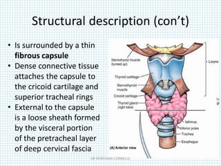 Structural description (con’t)
• Is surrounded by a thin
fibrous capsule
• Dense connective tissue
attaches the capsule to
the cricoid cartilage and
superior tracheal rings
• External to the capsule
is a loose sheath formed
by the visceral portion
of the pretracheal layer
of deep cervical fascia
DR NDAYISABA CORNEILLE
 