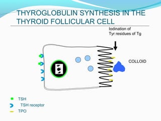 TSH
TSH receptor
Iodination of
Tyr residues of Tg
COLLOID
TPO
THYROGLOBULIN SYNTHESIS IN THE
THYROID FOLLICULAR CELL
 