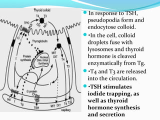 In response to TSH,
pseudopodia form and
endocytose colloid.
•In the cell, colloid
droplets fuse with
lysosomes and thyroid
hormone is cleaved
enzymatically from Tg.
•T4 and T3 are released
into the circulation.
•TSH stimulates
iodide trapping, as
well as thyroid
hormone synthesis
and secretion
 