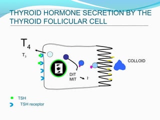 THYROID HORMONE SECRETION BY THE
THYROID FOLLICULAR CELL
COLLOID
TSH
TSH receptor
DIT
MIT I-
T4
T3
 