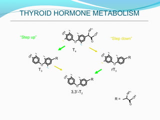 O
OH
NH
2
I
I
I
IOH
O
T4
I
I
OH
O
R
3,3’-T2
I
I
I
OH
O
R
T3
“Step up”
I
I
IOH
O
R
rT3
“Step down”
THYROID HORMONE METABOLISM
O
OH
NH
2
R =
 