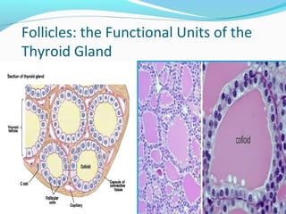 Follicles: the Functional Units of the
Thyroid Gland
Follicles Are the Sites
Where Key Thyroid
Elements Function:
• Thyroglobulin (Tg)
• Tyrosine
• Iodine
• Thyroxine (T4)
• Triiodotyrosine (T3)
 