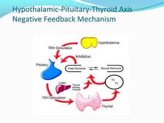 Hypothalamic-Pituitary-Thyroid Axis
Negative Feedback Mechanism
 