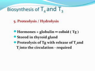 Thyroid physiology   