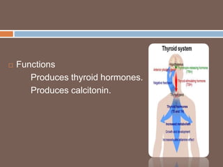  Functions
Produces thyroid hormones.
Produces calcitonin.
 