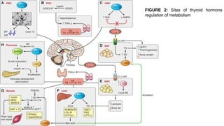 Thyroid hormones and their roles in clinical | PPTX