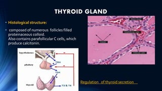 THYROID GLAND
• Histological structure:
• composed of numerous follicles filled
proteinaceous colloid.
Also contains parafollicular C cells, which
produce calcitonin.
•
• Regulation of thyroid secretion
 