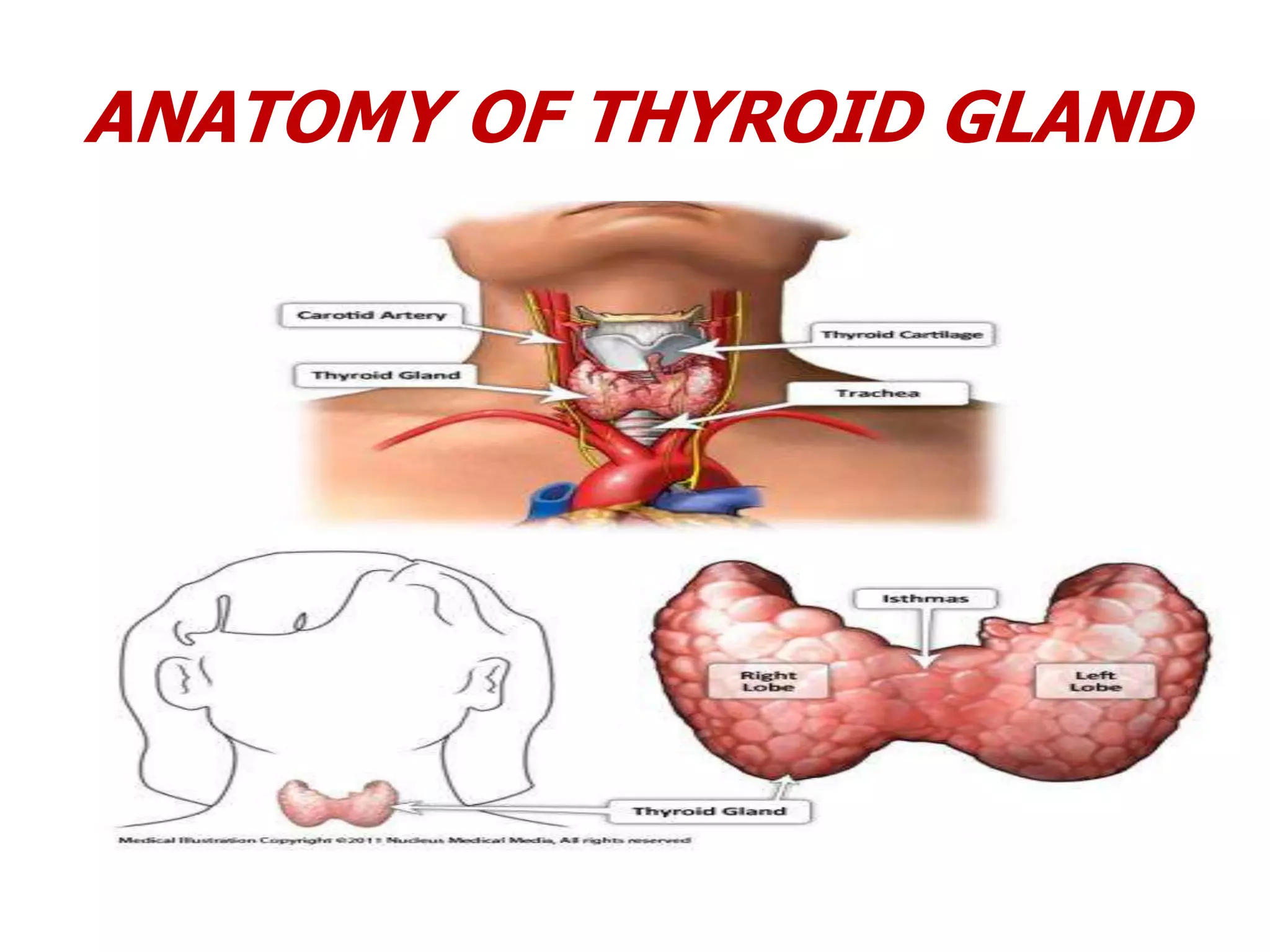 ANATOMY OF THYROID GLAND
 