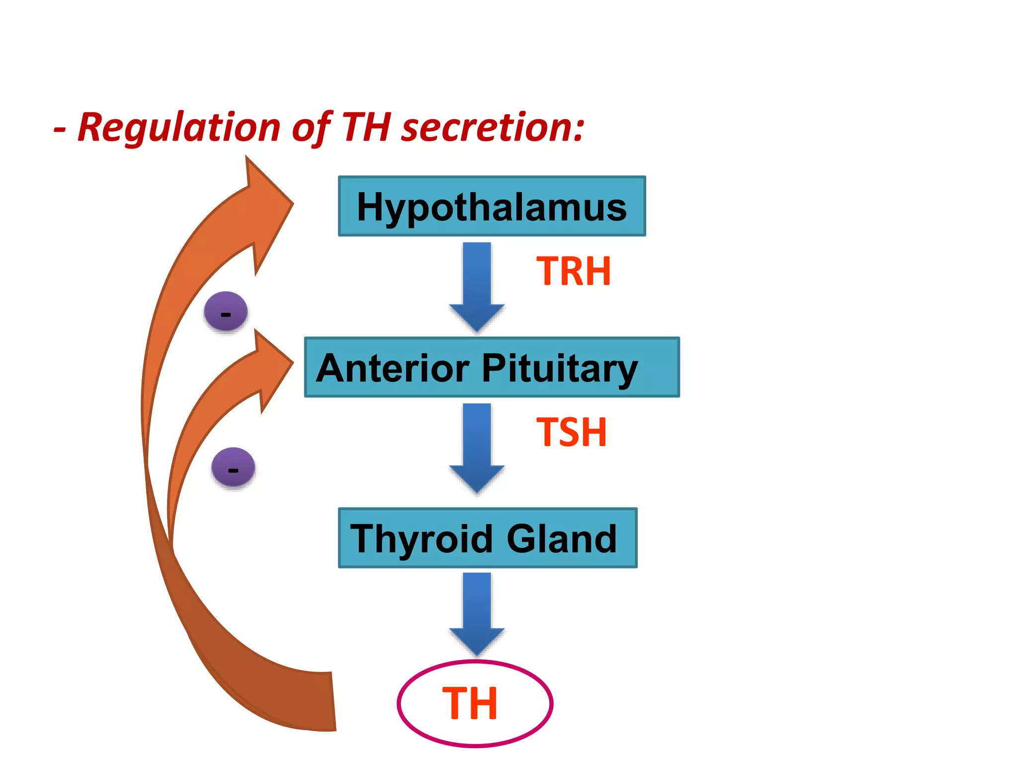 - Regulation of TH secretion:
Thyroid Gland
TH
TSH
Anterior Pituitary
Hypothalamus
TRH
-
-
 