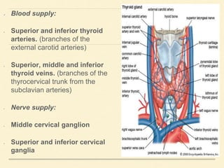  Blood supply:
• Superior and inferior thyroid
arteries. (branches of the
external carotid arteries)
• Superior, middle and inferior
thyroid veins. (branches of the
thyrocervical trunk from the
subclavian arteries)
• Nerve supply:
• Middle cervical ganglion
• Superior and inferior cervical
ganglia
 