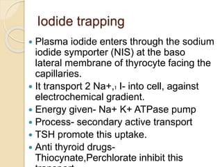 Iodide trapping
 Plasma iodide enters through the sodium
iodide symporter (NIS) at the baso
lateral membrane of thyrocyte...
