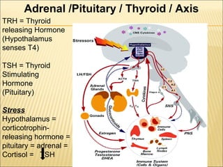 Thyroid stress and inflammation