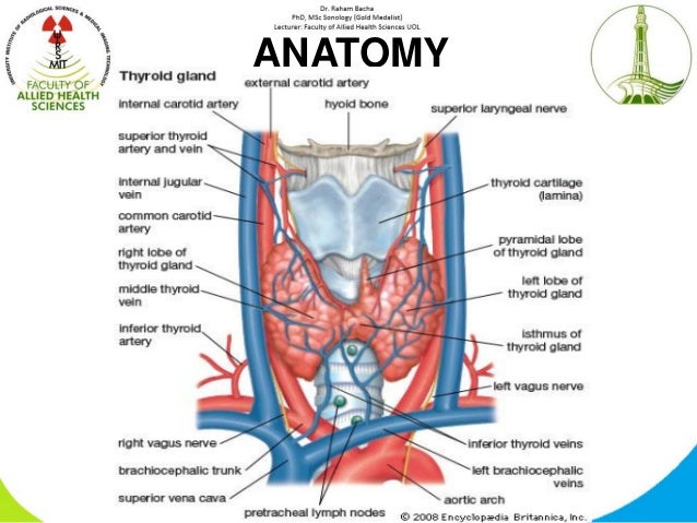 Thyroid ultrasound