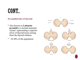 CONT..
Pyramidal lobe of thyroid
 Also known as Lalouette
pyramid is a normal anatomic
variant representing a superior
sliver of thyroid tissue arising
from the thyroid isthmus.
 10-30% of the population
 