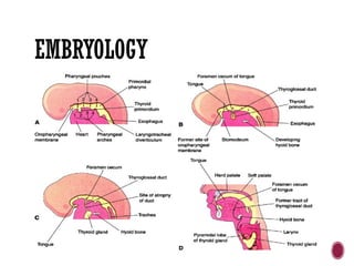 EMBRYOLOGY
 