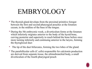 EMBRYOLOGY
 The thyroid gland develops from the proximal primitive foregut
between the first and second pharyngeal pouches at the foramen
cecum, in the midline of the base of the tongue.
 During the 5th embryonic week, a diverticulum forms at the foramen
which inferiorly migrates anterior to the body of the hyoid bone,
curving posterior and superiorly to reach behind the bone before once
more turning inferiorly and continuing anterior to the larynx, forming
the thyroglossal duct
 The tip of the duct bifurcates, forming the two lobes of the gland.
 The parafollicular cells (C cells) responsible for calcitonin production
are derived from separate tissue, the ultimobranchial body, a small
diverticulum of the fourth pharyngeal pouch
 