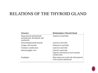 RELATIONS OF THE THYROID GLAND
 