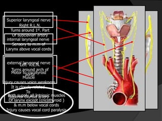 Superior laryngeal nerve
internal laryngeal nerve
Sensory to m.m of
Larynx above vocal cords
external laryngeal nerve
Motor to cricotyroid
Muscle
Injury causes voice weakness
It is closely related
To
Superior thyroid artery
Right R.L.N.
Turns around 1st. Part
Of subclavian artery
Left R.L.N.
Turns around arch of
aorta
Both supply all Intrinsic muscles
Of larynx except (cricothyroid )
& m.m below vocal cords
Injury causes vocal cord paralysis
 
